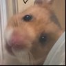 たんこぶ profil fotoğrafı