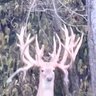 Armor Buck profil fotoğrafı