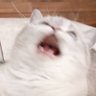 𝚂𝚒 𝚃𝚑𝚒𝚊𝚗𐔌՞. .՞𐦯's profile picture