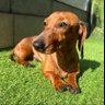 cheri profil fotoğrafı