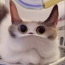 Meep Cat 的头像