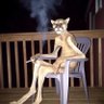 CityYoungBoii's profile picture