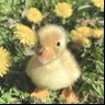 NadQuacks profil fotoğrafı