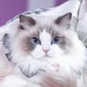 🍊 𝐬𝐨𝐦𝐬𝐨𝐟𝐭𝐰𝐚𝐚𝐧 ♡˖*°_𝐩𝐩𝐰 🧡🩵 profil fotoğrafı