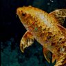 سيدة سمكة 🐠's profile picture