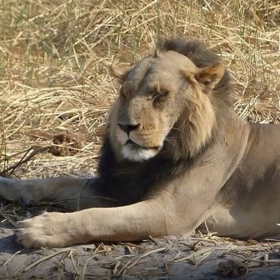 Spike's profile picture
