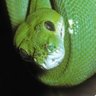 GreenPython's profile picture