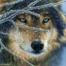 Lobo ๐บ ็ๅคดๅ