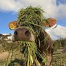 ผีวัว (ตัวจริง) 🐄's profile picture