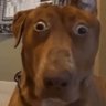 woofy dawg's profile picture