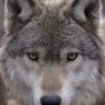 Profilbild von Dontworrywolf