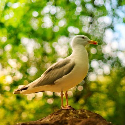 kenw_2's profile picture