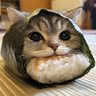 すし猫 的头像