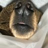 ちー profil fotoğrafı