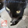 Profilbild von cat black