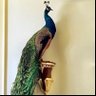 🦚's profile picture