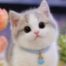 So asw 的头像