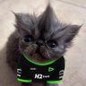 celo's profile picture