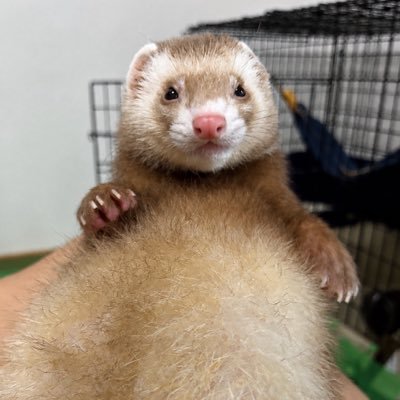 maji_sun's profile picture