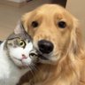 ゴールデンれも吉と3にゃんず🐾 profil fotoğrafı