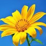 BBua🌼🌼🌼's profile picture