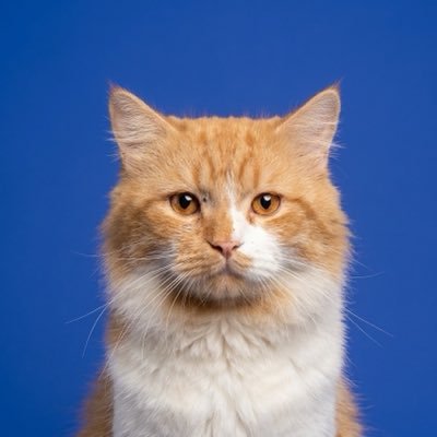 raraa's profile picture