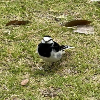 JZS171_JW3's profile picture