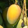 Mango 的头像