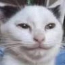 Mcbutter profil fotoğrafı