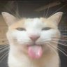 Snow's profile picture