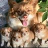 ドテチン profil fotoğrafı