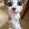 Jiaxu Liu profil fotoğrafı