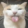 Profilbild von X8NO