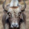 Yak Herder 的头像