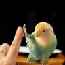 sirin ana🌹🤲 的头像