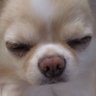 hachi's profile picture