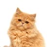Mr. Cat 🇮🇱📟🟨 profil fotoğrafı
