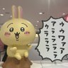 黒猫 バトオペ2's profile picture