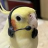 앵무좌 profil fotoğrafı