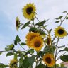 🌻Alshams🌻 profil fotoğrafı