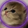 Profilbild von Blythe