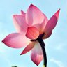 Shiva Shambho's profile picture
