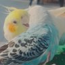苏雯 profil fotoğrafı