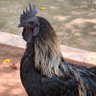 Angry Chicken 的头像