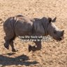 Baby Rhino's profile picture