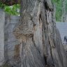 Фото профиля آرش