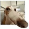 Profilbild von Kabus Gibi