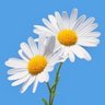 とびー profil fotoğrafı