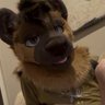 🍪🐾Softy🐾🍪 🔜MP? 的头像