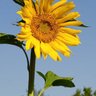 sunflower 的头像